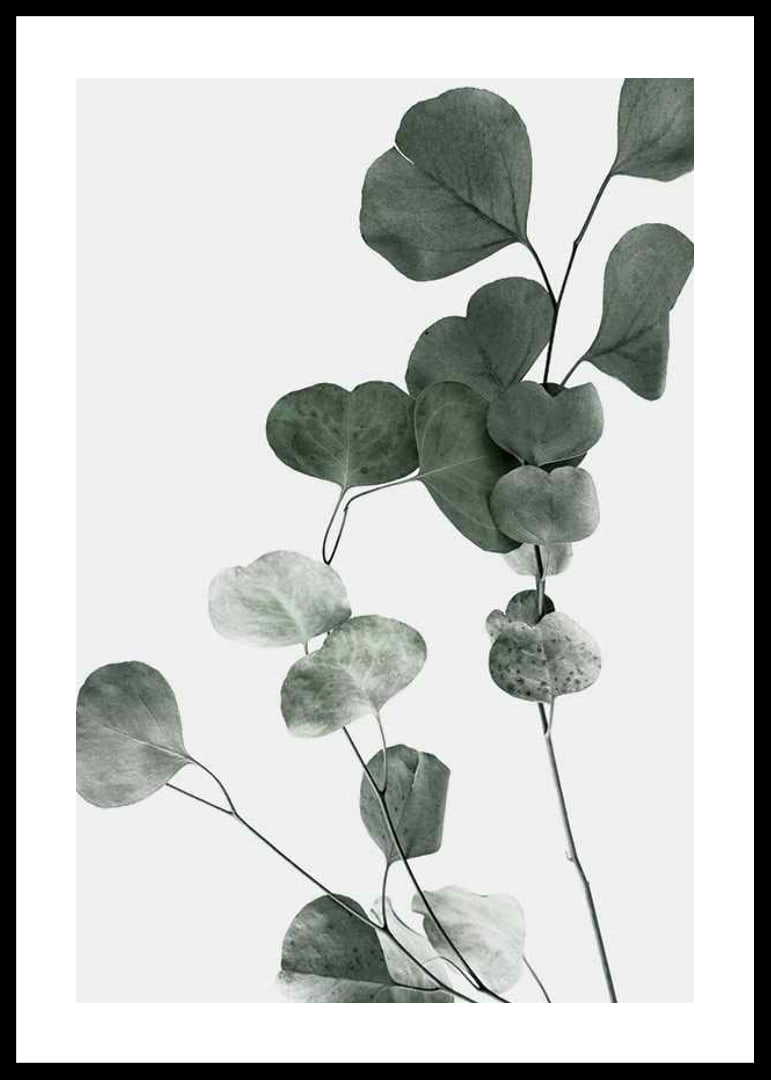 Photographic close-up of eucalyptus leaves against light background-12