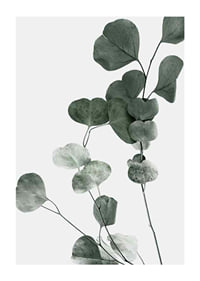 Photographic close-up of eucalyptus leaves against light background-1