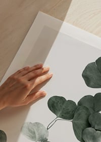 Photographic close-up of eucalyptus leaves against light background-9