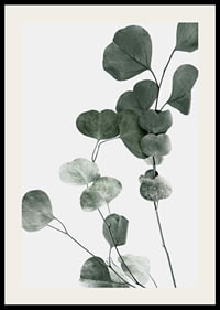 Photographic close-up of eucalyptus leaves against light background-2