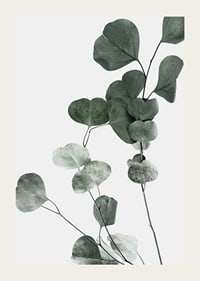 Photographic close-up of eucalyptus leaves against light background-3