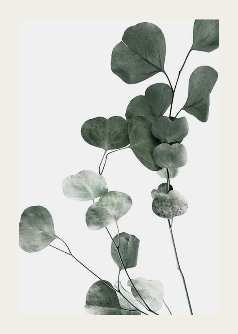 Photographic close-up of eucalyptus leaves against light background-12