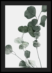 Photographic close-up of eucalyptus leaves against light background-4