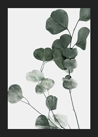 Photographic close-up of eucalyptus leaves against light background-5