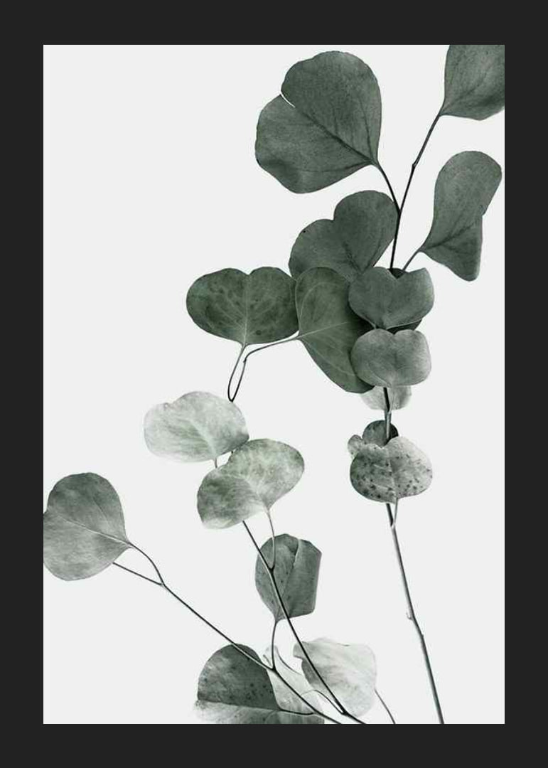Photographic close-up of eucalyptus leaves against light background-12