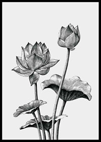 Detaljerad svartvit illustration av lotusblommor och blad-6