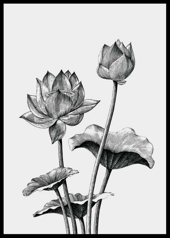 Detaljerad svartvit illustration av lotusblommor och blad-12