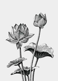 Detaljerad svartvit illustration av lotusblommor och blad-7