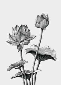 Sketched Flowers-3