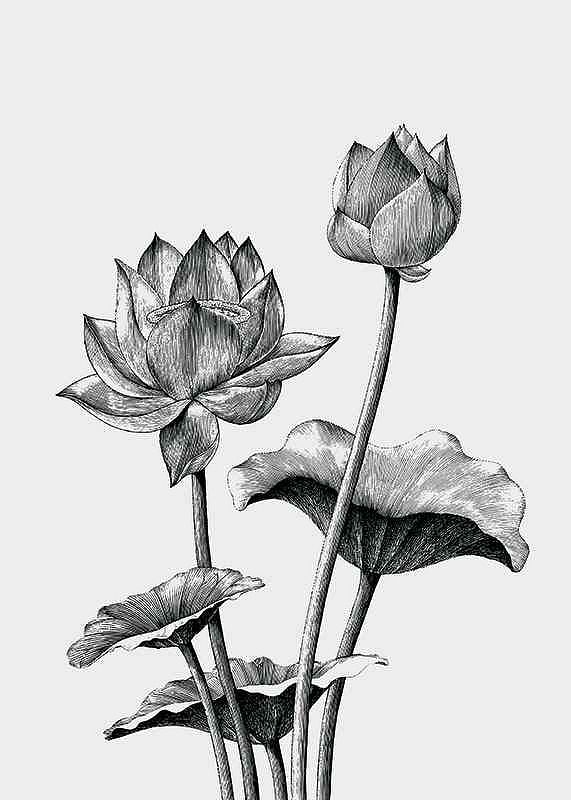 Sketched Flowers-12