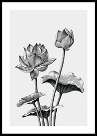 Detaljerad svartvit illustration av lotusblommor och blad-0