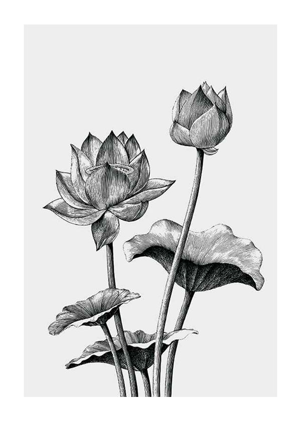 Plakāts Sketched Flowers