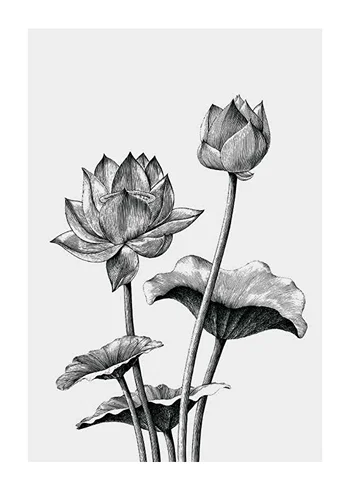 Poster Sketched Flowers