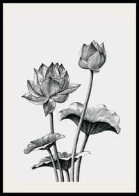 Detailná čiernobiela ilustrácia lotosových kvetov a listov-2