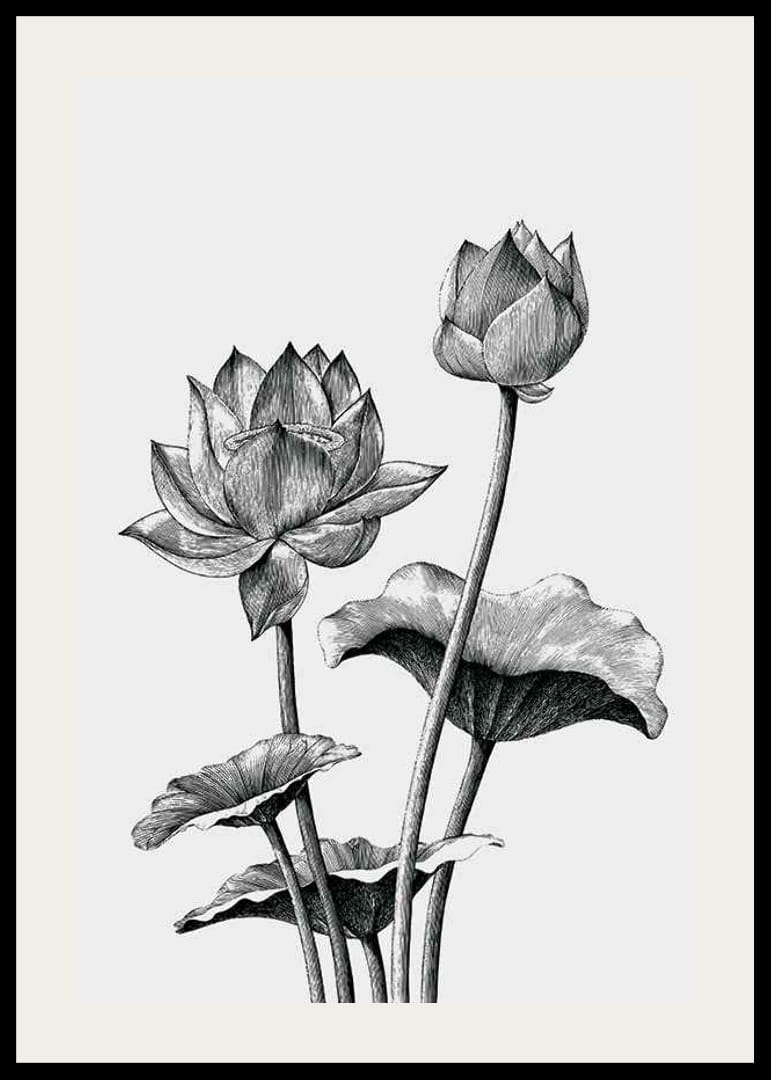 Detailná čiernobiela ilustrácia lotosových kvetov a listov-12