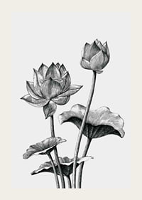 Detaljerad svartvit illustration av lotusblommor och blad-3