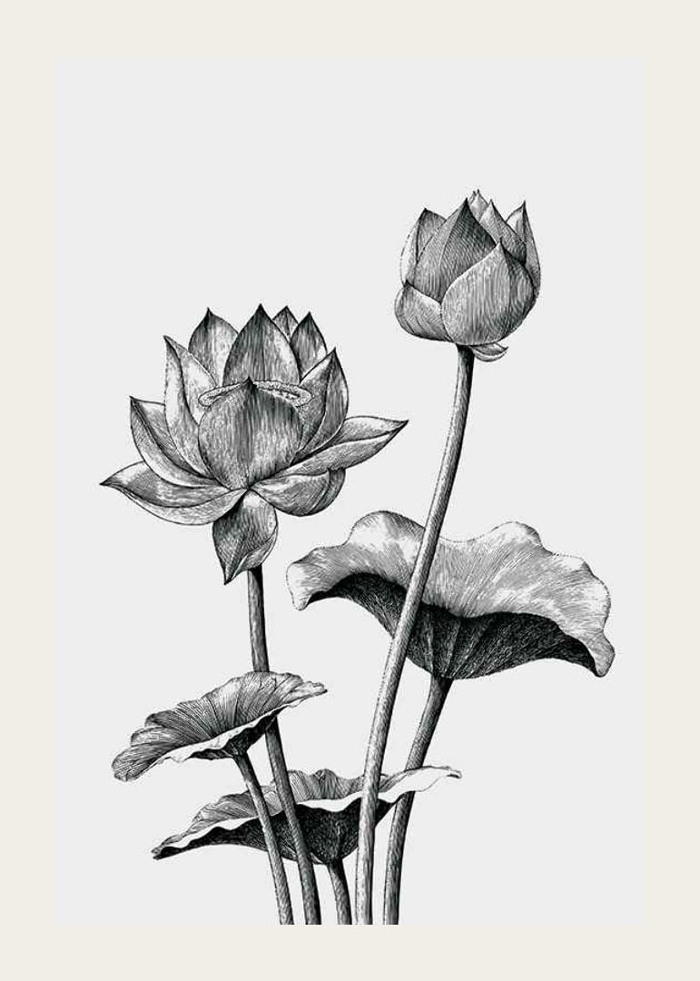 Detaljerad svartvit illustration av lotusblommor och blad-12