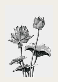 Detailná čiernobiela ilustrácia lotosových kvetov a listov-3