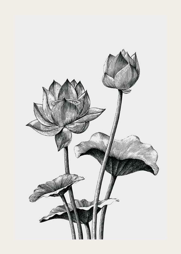 Detailná čiernobiela ilustrácia lotosových kvetov a listov-12