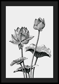 Detaljerad svartvit illustration av lotusblommor och blad-4