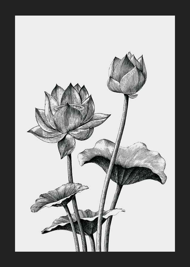 Detaljerad svartvit illustration av lotusblommor och blad-12