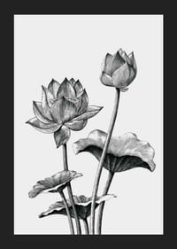 Detailná čiernobiela ilustrácia lotosových kvetov a listov-5