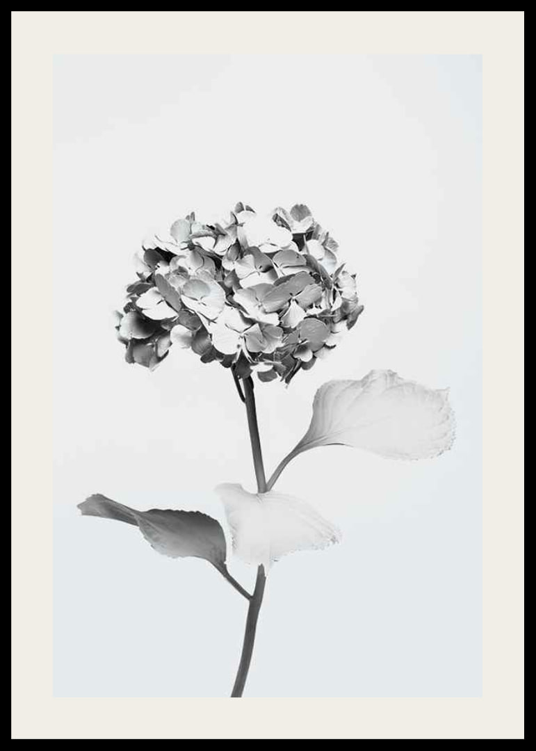 Black and white photo of hydrangea with flowers covered in white paint-12
