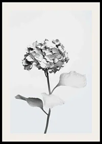 Svartvitt foto av hortensia med blommor täckta av vit färg-2