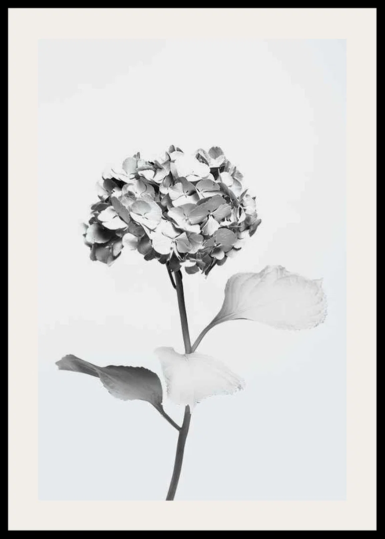Svartvitt foto av hortensia med blommor täckta av vit färg-12