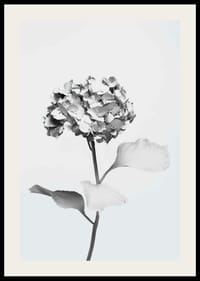 Black and white photo of hydrangea with flowers covered in white paint-2