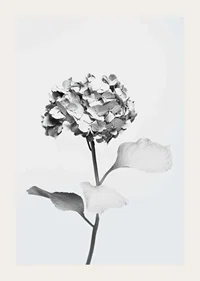 Svartvitt foto av hortensia med blommor täckta av vit färg-3