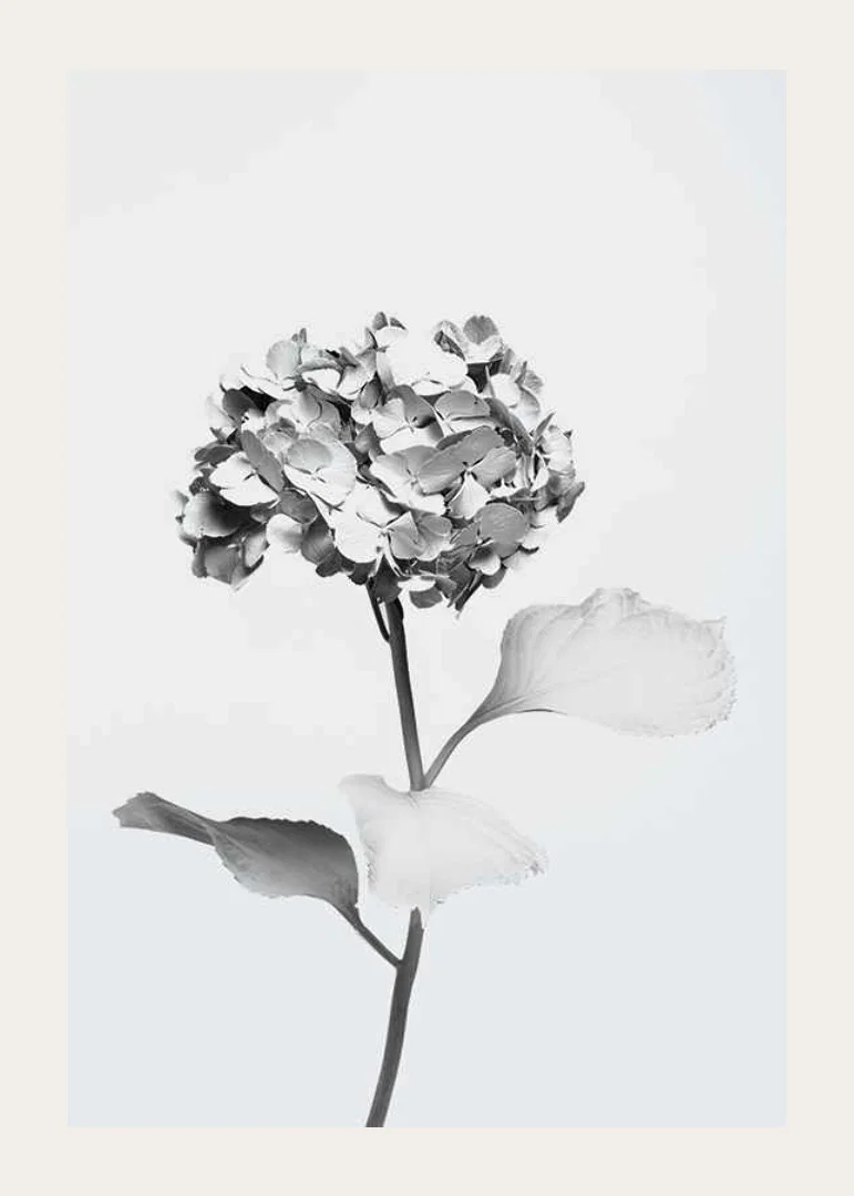 Svartvitt foto av hortensia med blommor täckta av vit färg-12