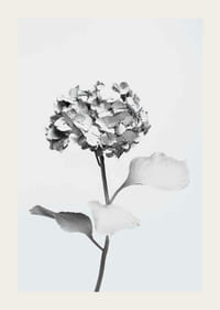 Black and white photo of hydrangea with flowers covered in white paint-3