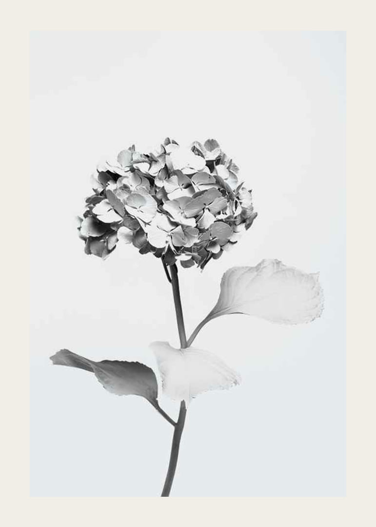 Black and white photo of hydrangea with flowers covered in white paint-12