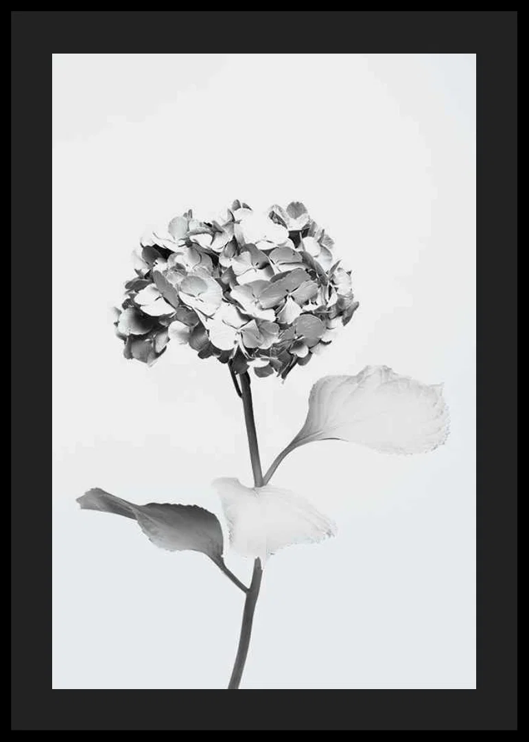 Svartvitt foto av hortensia med blommor täckta av vit färg-12