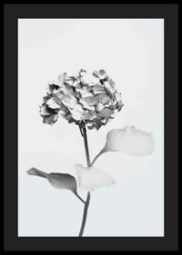 Black and white photo of hydrangea with flowers covered in white paint-4