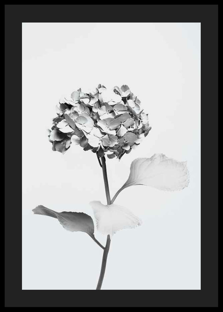 Black and white photo of hydrangea with flowers covered in white paint-12
