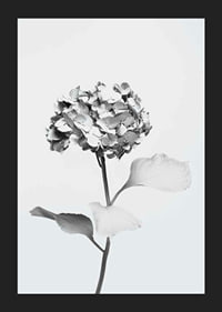 Black and white photo of hydrangea with flowers covered in white paint-5