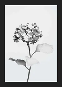 Svartvitt foto av hortensia med blommor täckta av vit färg-5