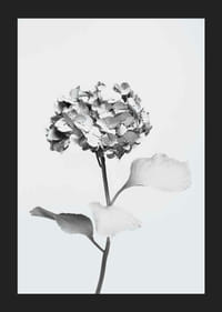 Black and white photo of hydrangea with flowers covered in white paint-5