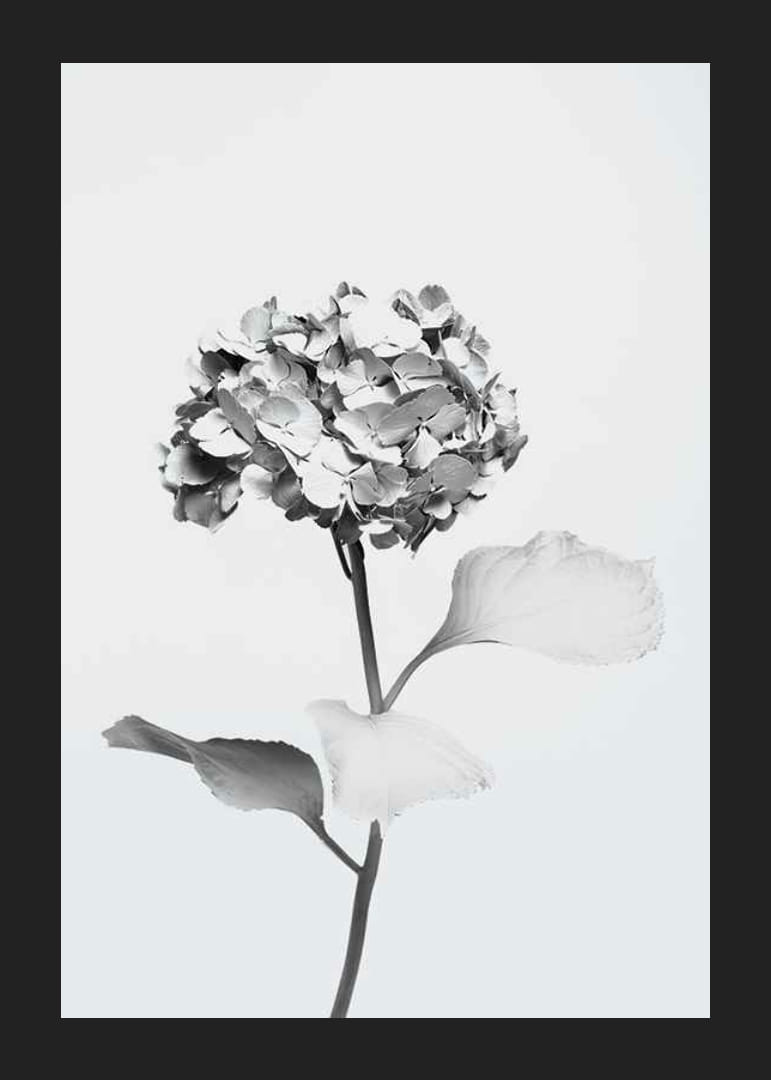 Black and white photo of hydrangea with flowers covered in white paint-12