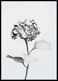 Black and white photo of hydrangea with flowers covered in white paint-6