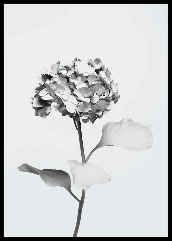 Black and white photo of hydrangea with flowers covered in white paint-12