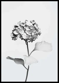 Svartvitt foto av hortensia med blommor täckta av vit färg-6