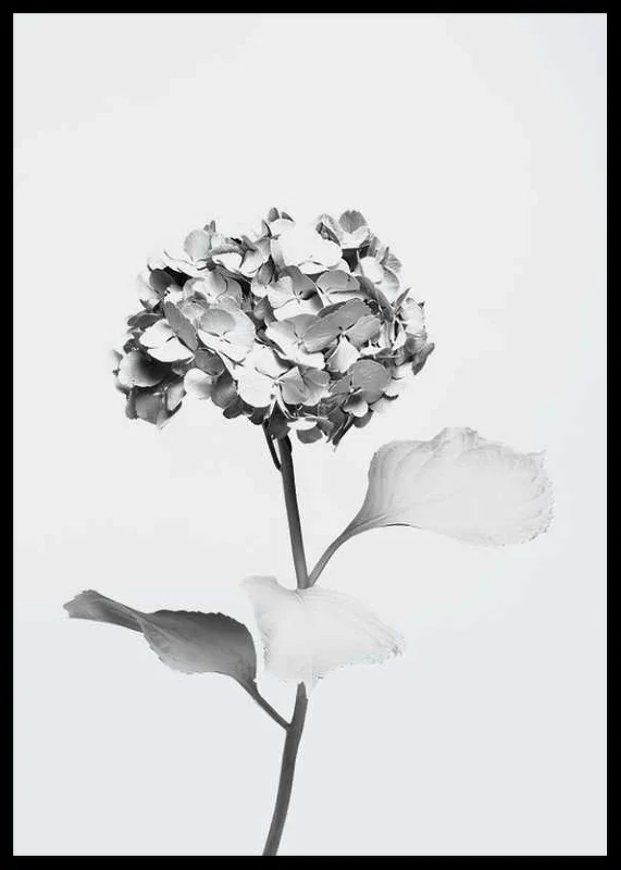 Svartvitt foto av hortensia med blommor täckta av vit färg-12