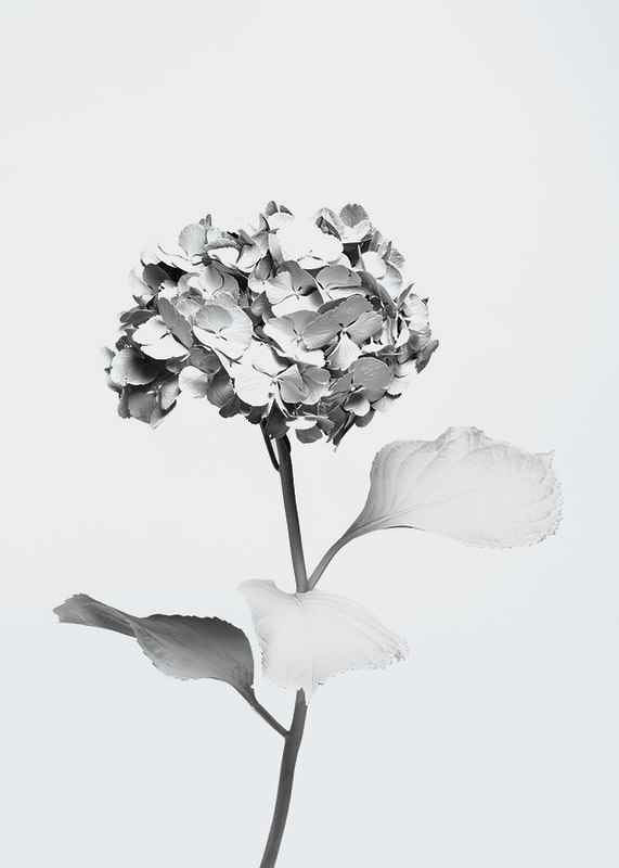 Black and white photo of hydrangea with flowers covered in white paint-12