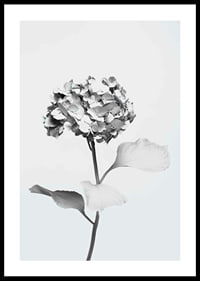 Black and white photo of hydrangea with flowers covered in white paint-0