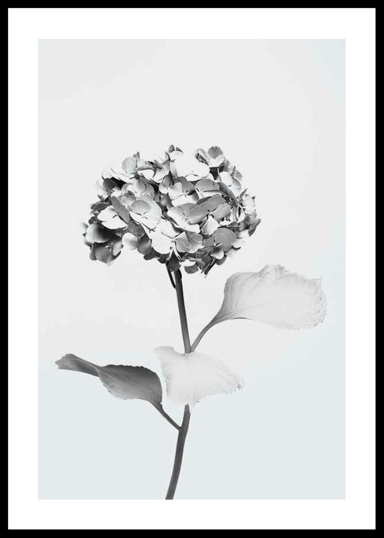 Black and white photo of hydrangea with flowers covered in white paint-12