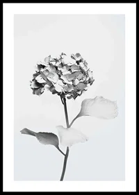 Svartvitt foto av hortensia med blommor täckta av vit färg-0