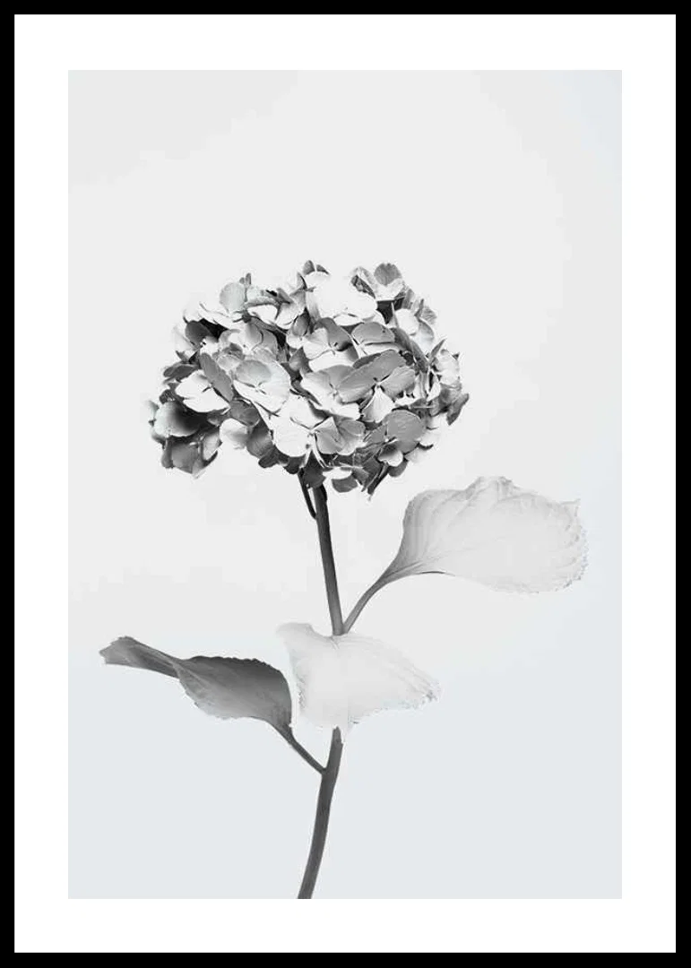 Svartvitt foto av hortensia med blommor täckta av vit färg-12